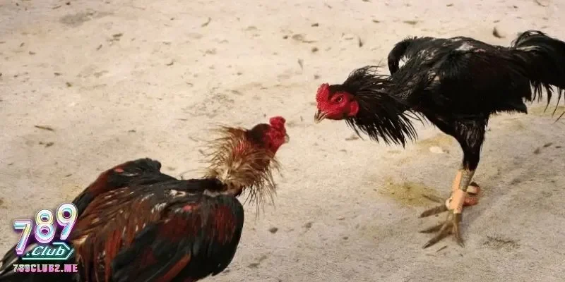 Gà mắc bệnh Marek bị liệt chân, xệ cánh và gầy yếu rõ rệt