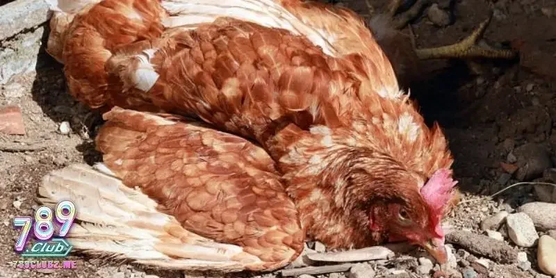 Tác nhân gây bệnh nhiễm khuẩn ở gà