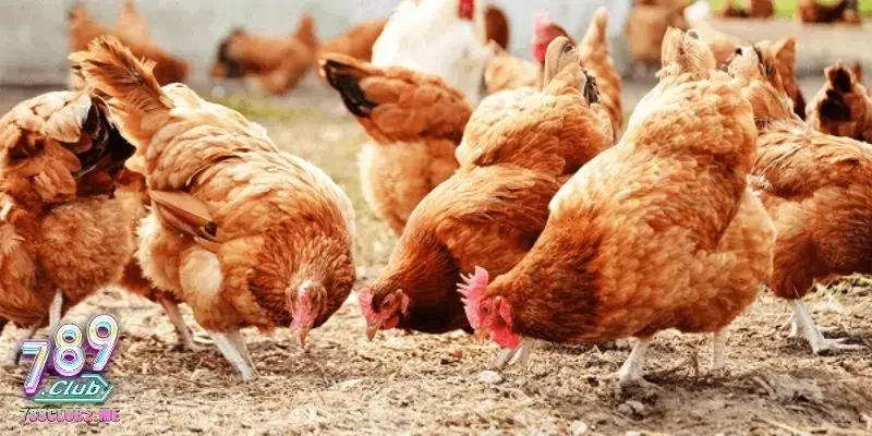 Biểu hiện điển hình của bệnh tụ huyết trùng gia cầm