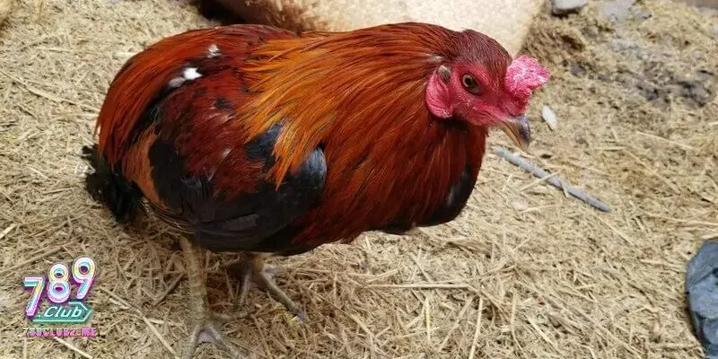 Cách chữa gà chọi bị đi ngoài - Điều chỉnh chế độ ăn uống