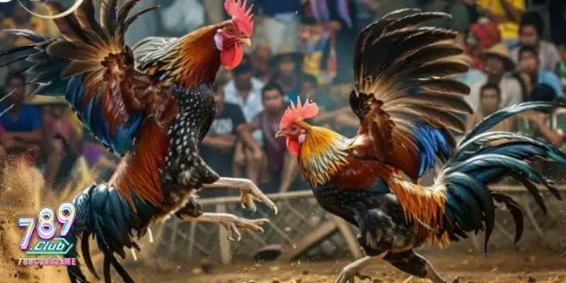 Cách làm nước cho gà chọi là gì?