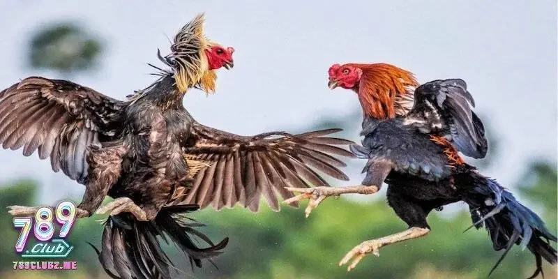 Tại sao bạn nên xem và cá cược đá gà tại cổng game