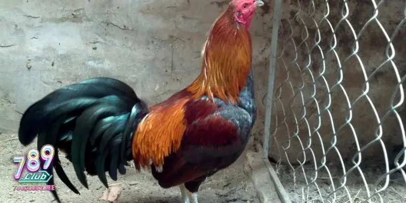 Đặc điểm của giống gà peru mà bạn nên biết