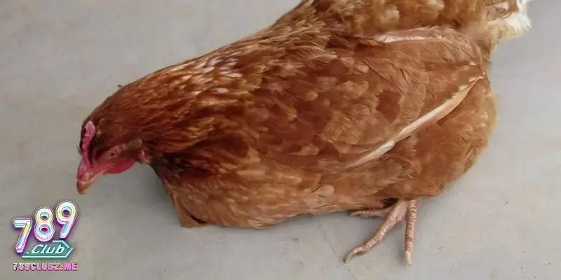 Phương pháp hiệu quả điều trị vấn đề tiêu hóa ở gà dẫn đến khô chân