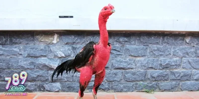 Tượng đài võ sĩ truyền thống từ bao đời