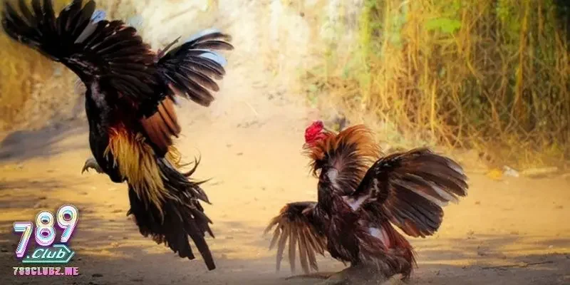 Thế đá hiểm và kỹ thuật thượng đẳng của gà chọi