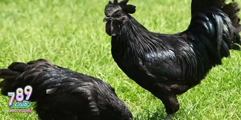 Gà đá hay nhất thế giới là gì?