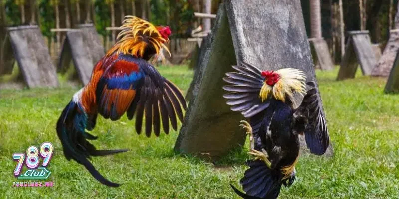 Giá trị thực tế của gà đá hay nhất thế giới
