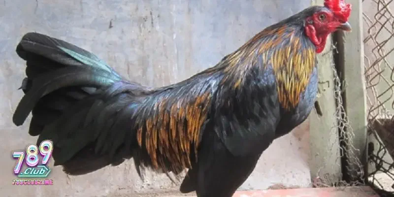 Lợi ích khi nuôi giống gà peru