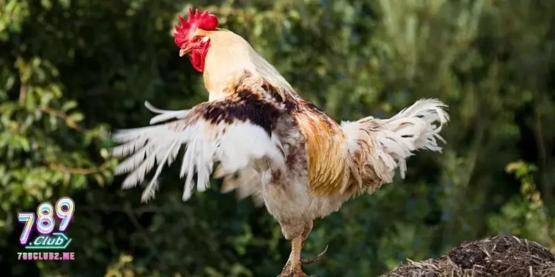 Một số lưu ý trong cách làm nước cho gà chọi