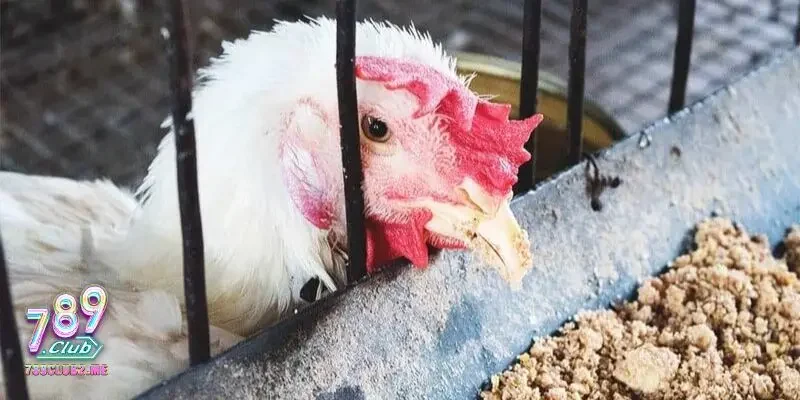 Tại sao cần biết cách chữa gà chọi bị đi ngoài?