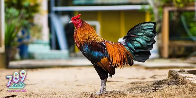 Tại sao kê thủ cần biết cách chọn gà tre đá cựa?