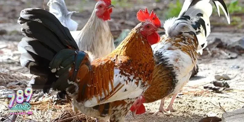 Top những con gà đá hay nhất thế giới từng được ghi nhận