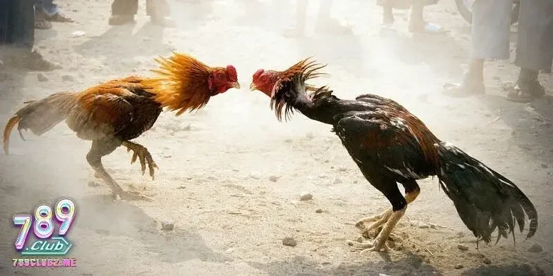 Người chơi Việt hào hứng trải nghiệm cá cược tại trường gà