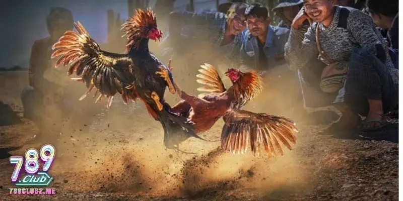 Cách thức tổ chức và quy tắc chơi tại trường gà